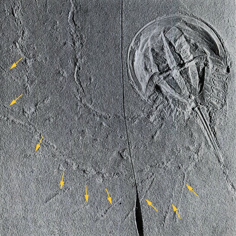 中生鱟（Mesolimulus walchi Desmarest）化石與移痕（注意︰醒目的「尾刺拖痕」）