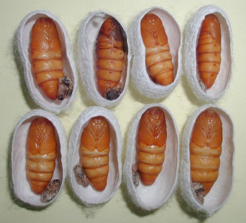 蠶蛹(圖/顧世紅)