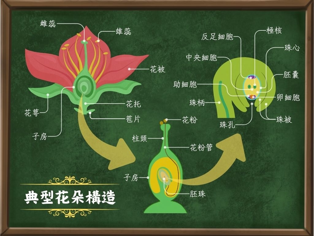 典型花的結構（圖／嚴中佑，編排自 Canva）