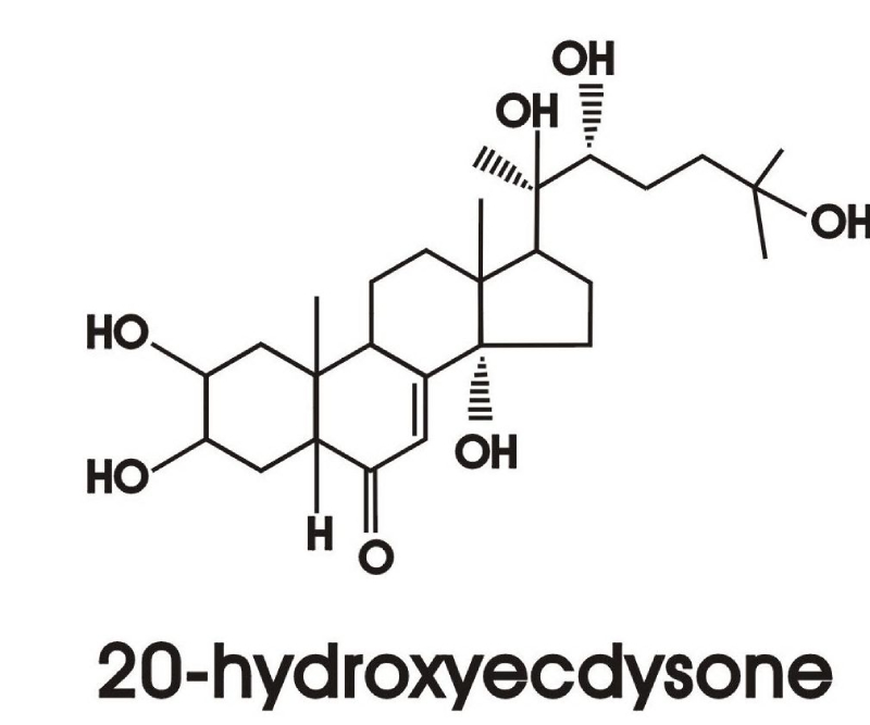 控制蛻皮與變態的蛻皮激素之分子結構（圖／顧世紅）