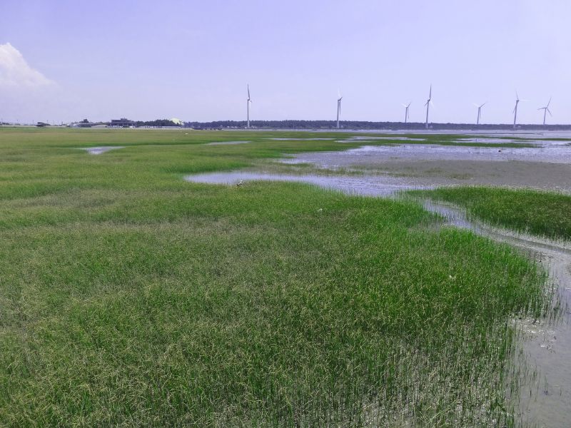 河海岸沙洲草澤是獐喜歡的棲息環境，圖為臺中高美溼地。（圖／洪和田）