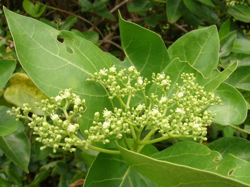 臭娘子的花序（圖／取材自科博館花果曆，廖仁滄、徐家全提供）https://www.nmns.edu.tw/ch/exhibitions/galleries/botanical-garden/flowers/Theme-F00628/