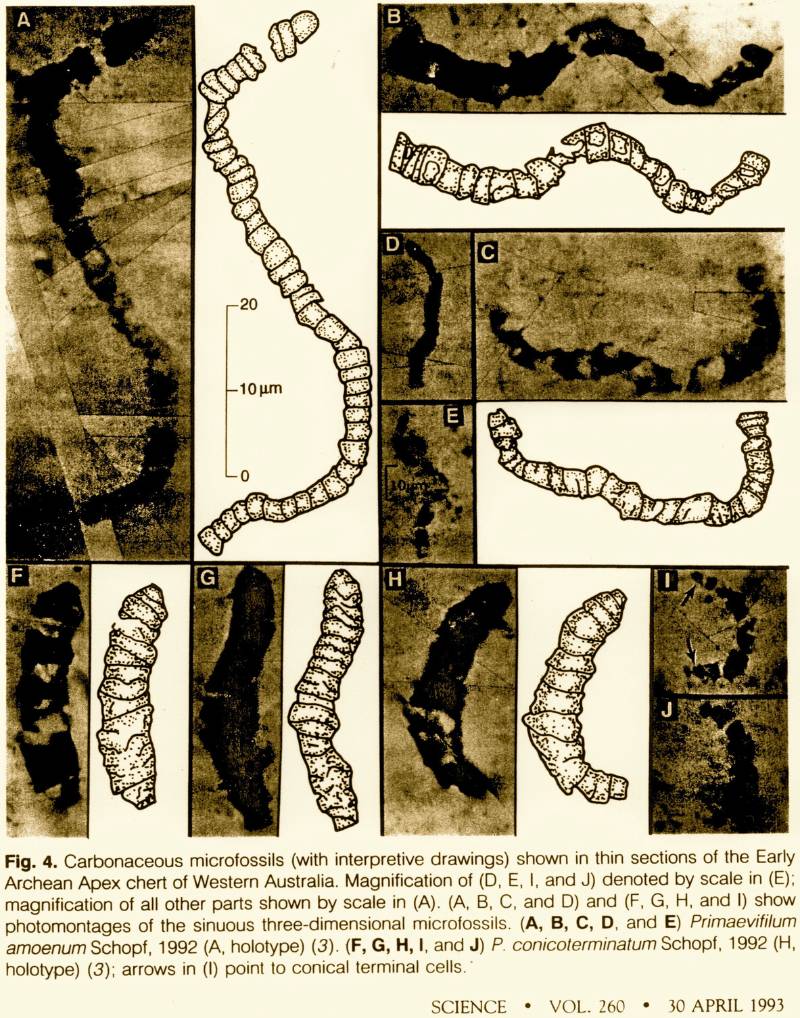 夏夫於 1993 年發表的 34.6 億年前的藍綠菌化石（圖／取材自 Science 260 (5108) ）