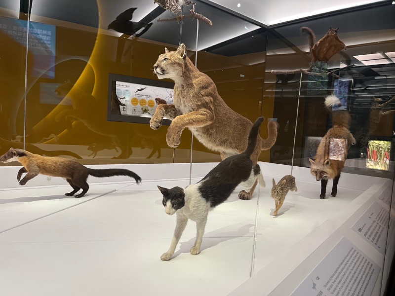奇幻自然展區裡，奔跑姿態的動物標本。（圖／黃國斌）