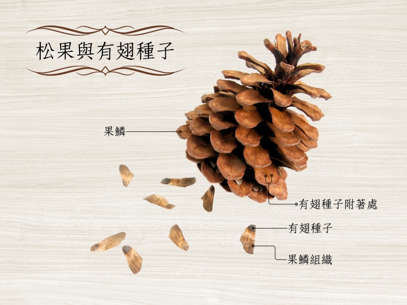 松果與有翅種子(圖/嚴中佑 編)