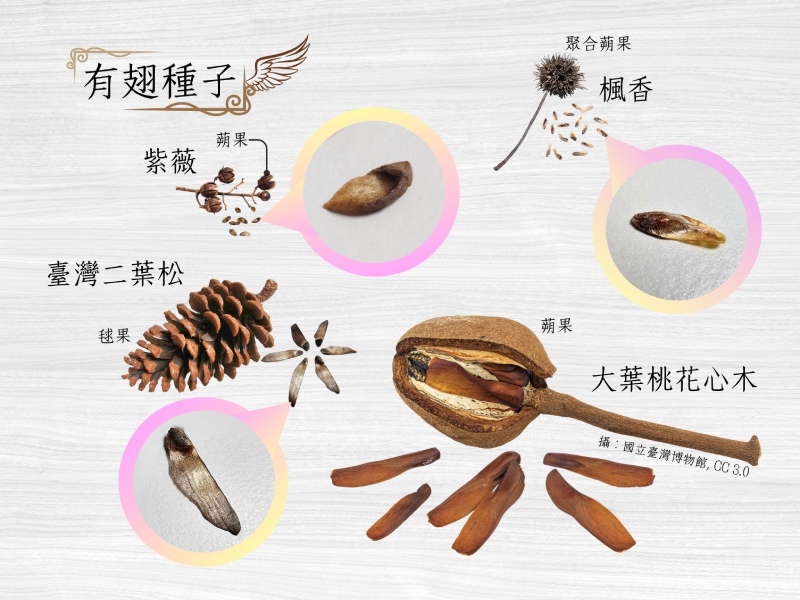 臺灣的各種有翅種子（圖／嚴中佑 編）