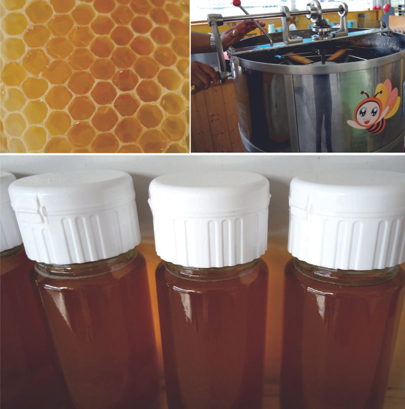 蜂蜜是蜜蜂用花蜜釀造出來的食物，成千上萬種昆蟲之中，只有蜜蜂能夠加工食物。蜂房內的蜂蜜(左上)通過分蜜機(右上)收集後，作為蜂產品出售(下)。