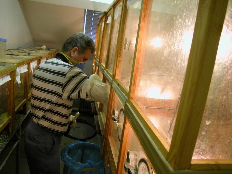 研究人員正在給群居型蝗蟲食物及清理養蟲箱