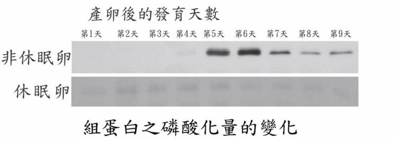 非休眠卵與休眠卵之組蛋白磷酸化的比較