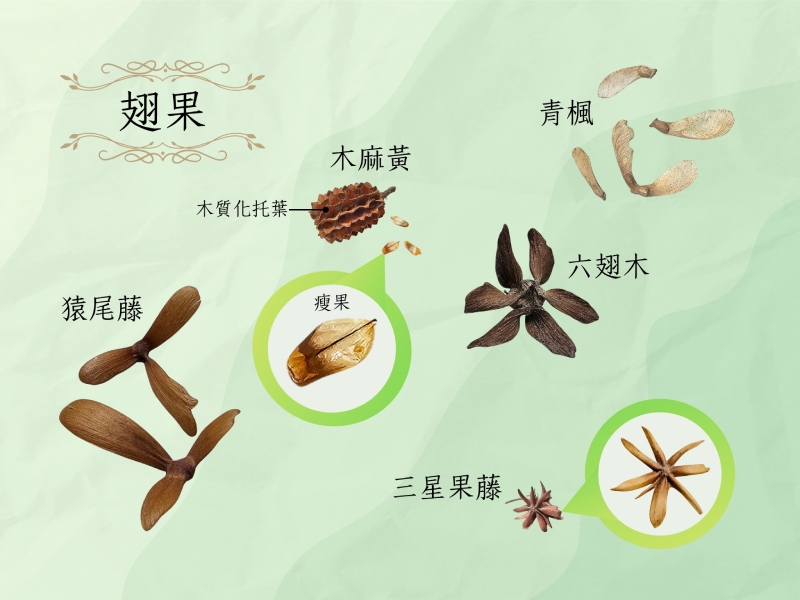 臺灣可見的各種翅果(圖/嚴中佑)