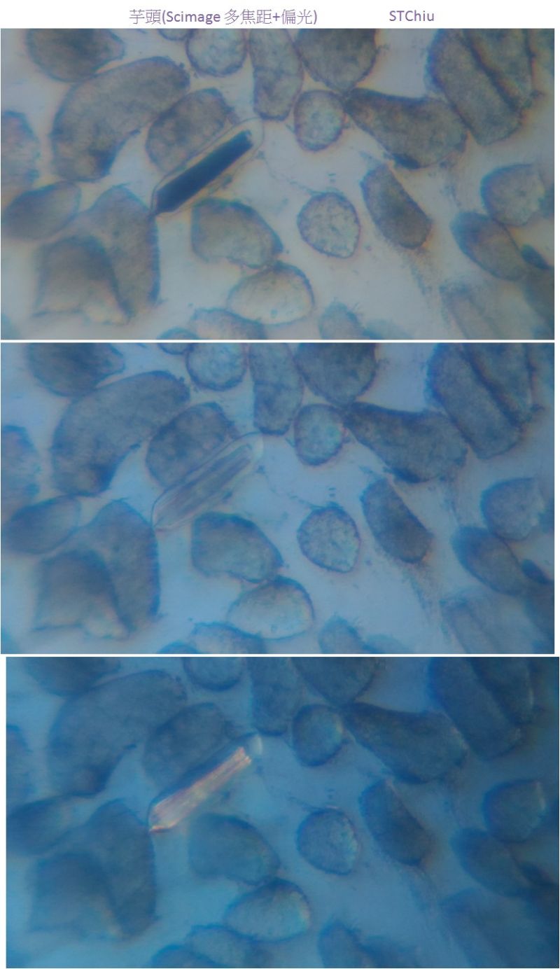 以 Scimage 光學變焦顯微鏡觀察熟芋頭，其偏光效應讓草酸鈣結晶突顯，與糊化的澱粉粒可明顯區別出來。