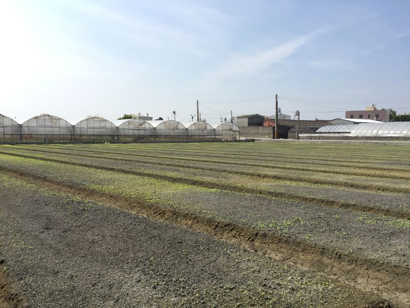 新厝館遺址上溫室和整地農田