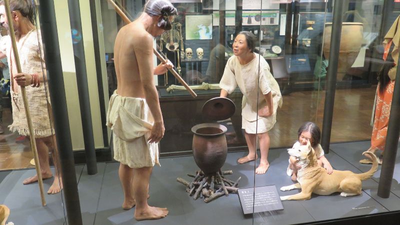 兩千多年前，來自朝鮮半島的彌生文化人，將稻作農業與金屬技術帶入日本。（圖／攝於東京國立科學博物館日本人展廳）
