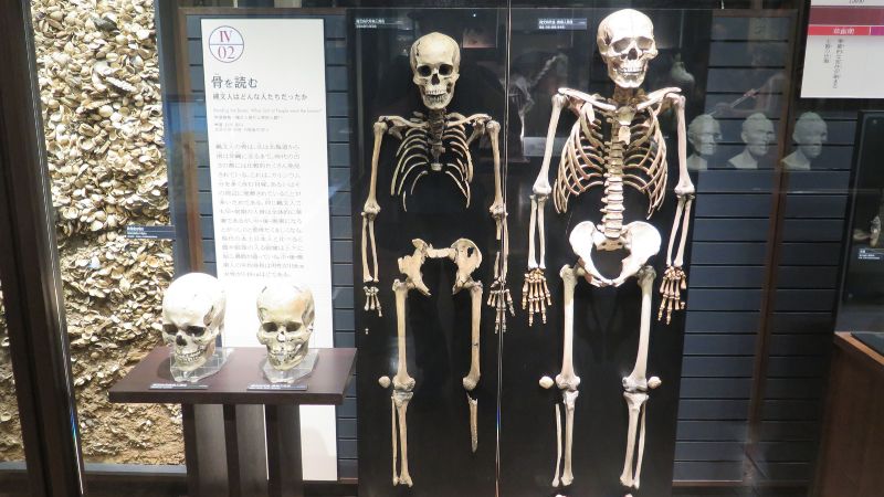 繩文人骨骼（圖／攝於東京國立科學博物館日本人展廳）