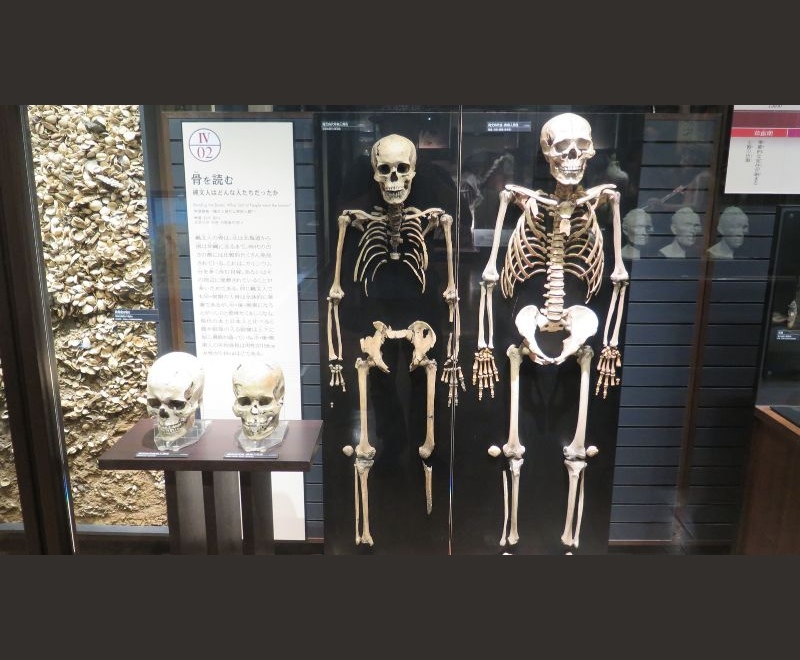 繩文人骨骼（圖／攝於東京國立科學博物館日本人展廳）