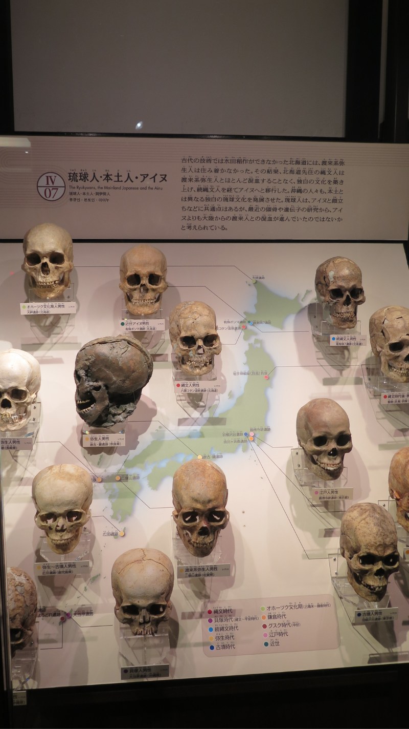 當代人群頭骨（圖／攝於東京國立科學博物館日本人展廳）