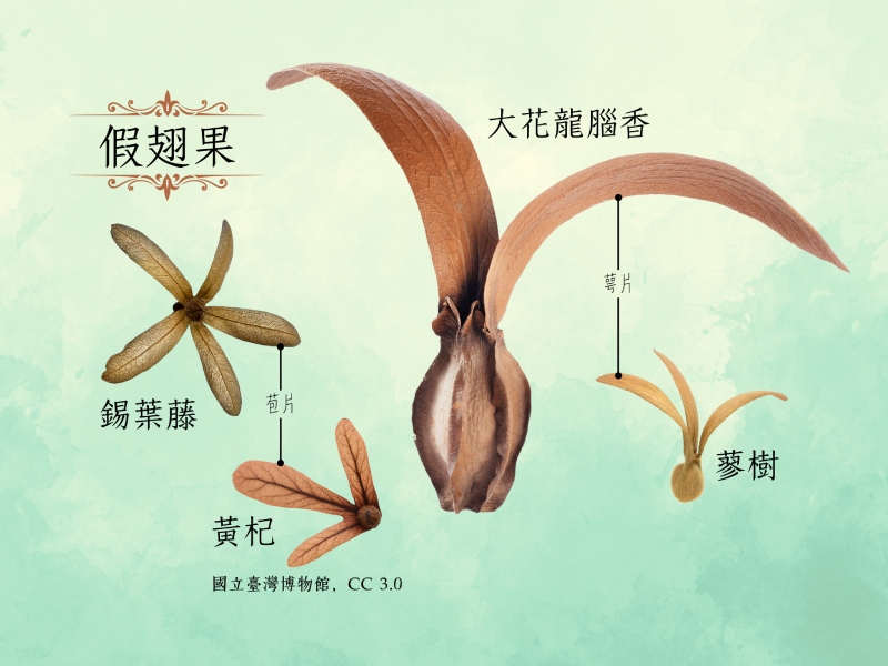 各種假翅果(圖/嚴中佑)