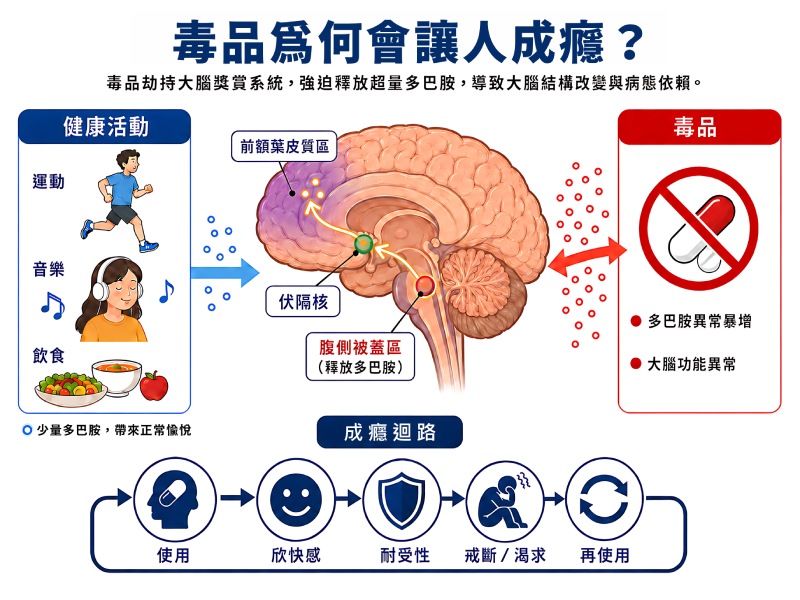 「毒品為何會讓人成癮？」說明圖