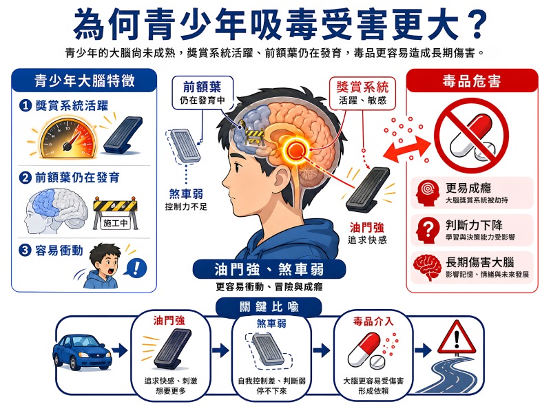 「為何青少年吸毒受害更大？」說明圖