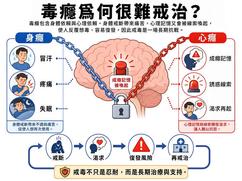 「毒癮為何很難戒治？」說明圖