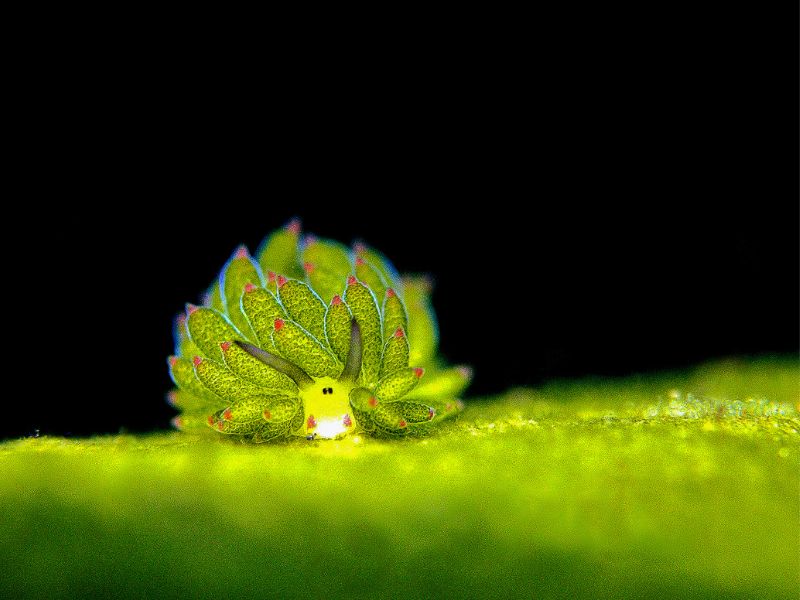 葉羊海蛞蝓