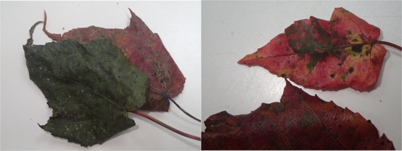 臺灣紅榨槭秋季的葉