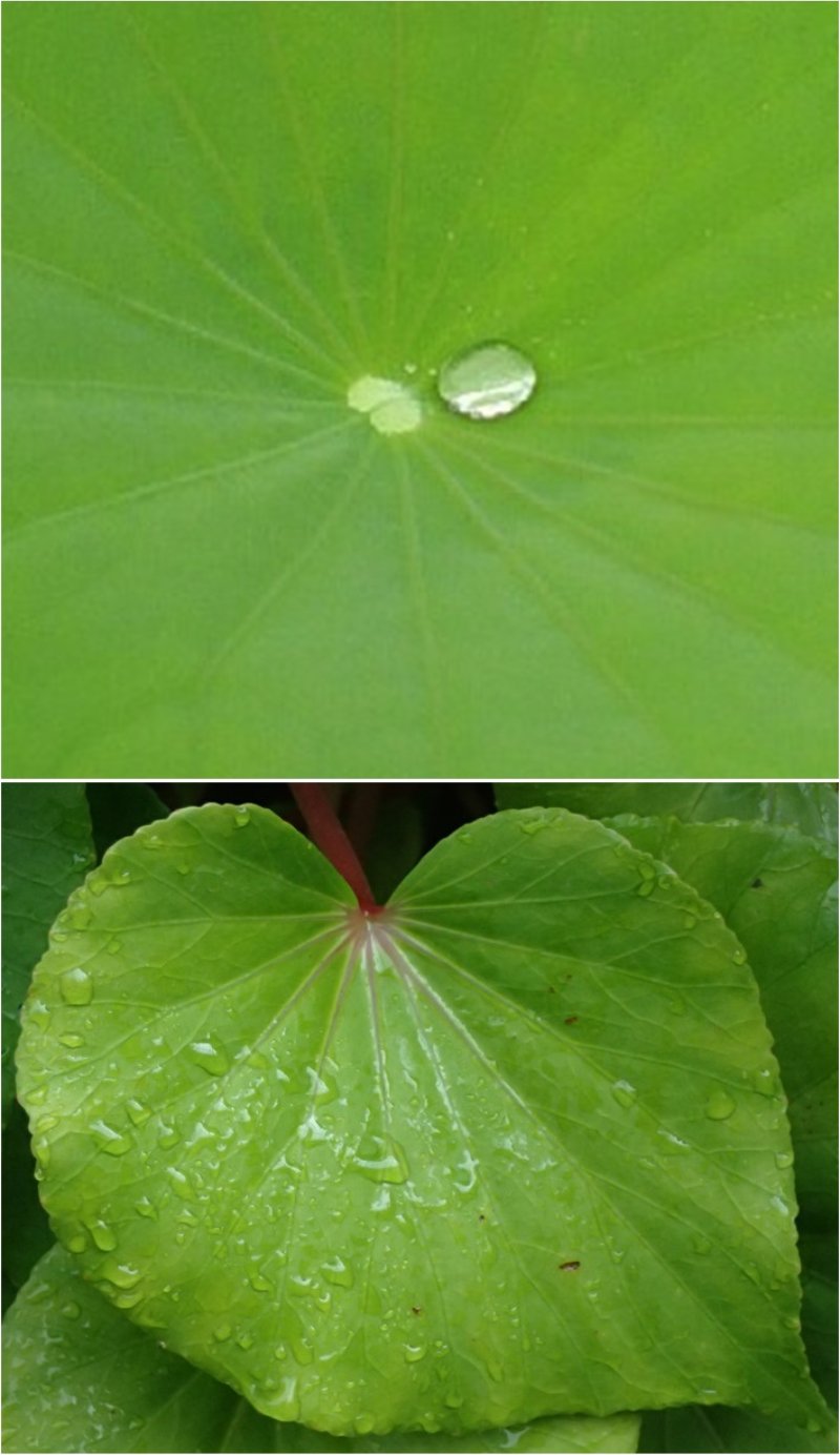 蓮葉和蘭嶼秋海棠葉上的小水珠