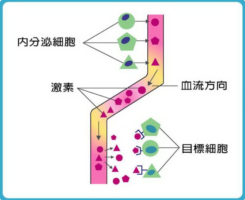 激素分泌之模式圖(圖/顧世紅)