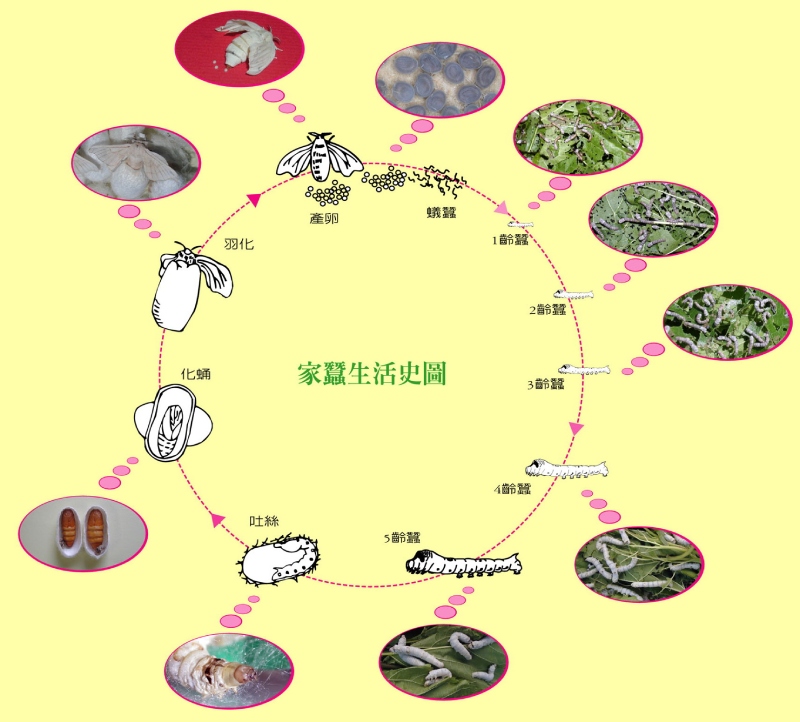 家蠶的生命週期(圖/顧世紅)