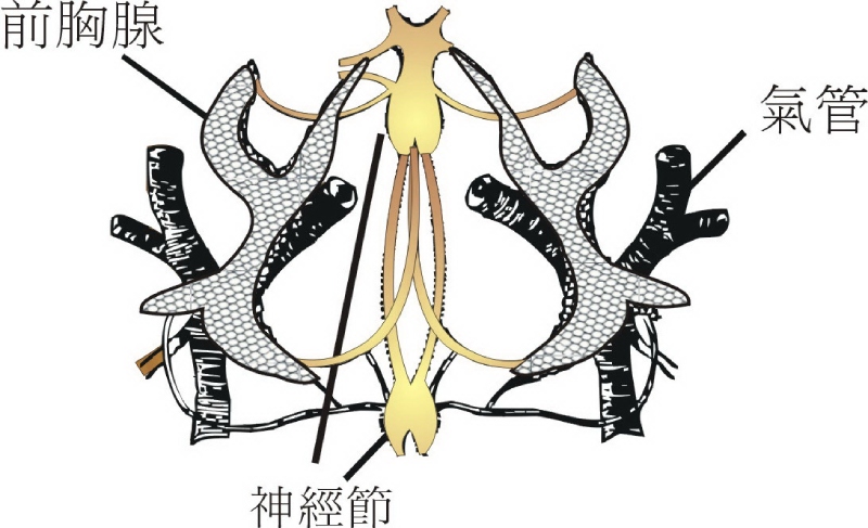 家蠶幼蟲前胸腺由 300 多個細胞構成