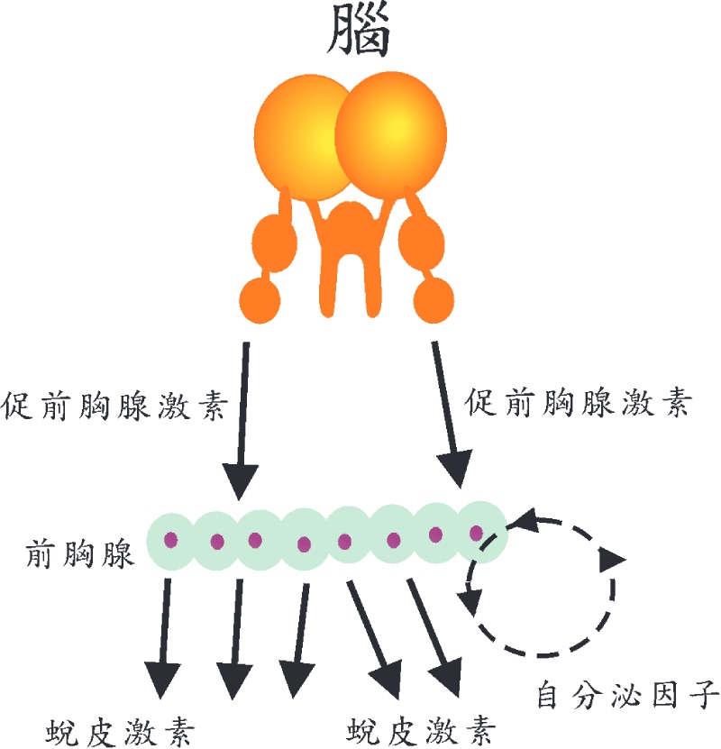 家蠶前胸腺之蛻皮激素分泌圖