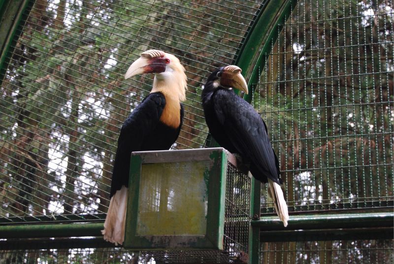 布萊斯犀鳥