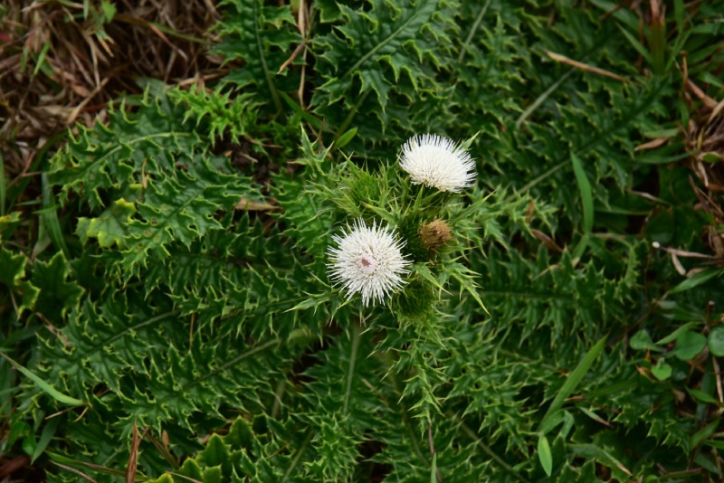 恆春半島原稱「島薊」的植物，本研究建議修訂為鵝鑾鼻小薊