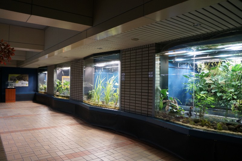 臺灣河川及溪流生物的展示區