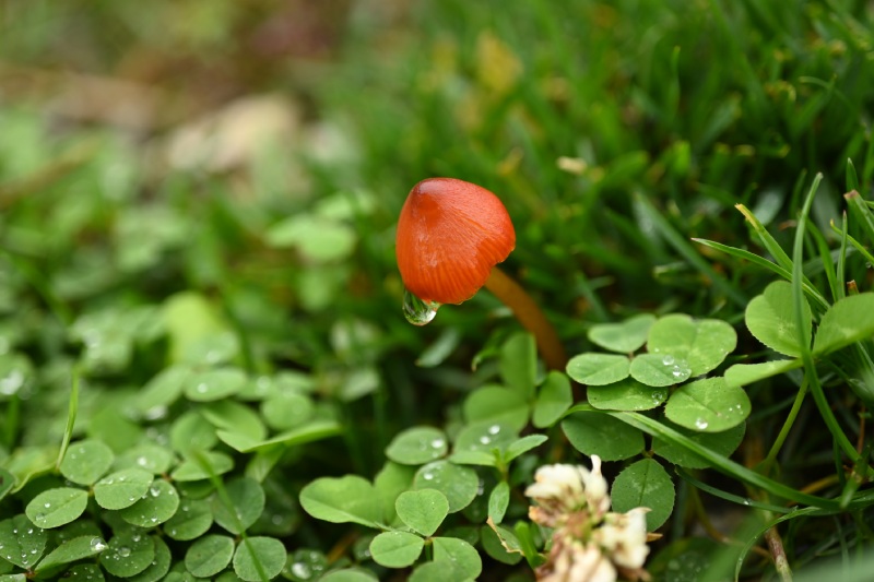 貢嘎山區草地上的紅色濕傘屬真菌