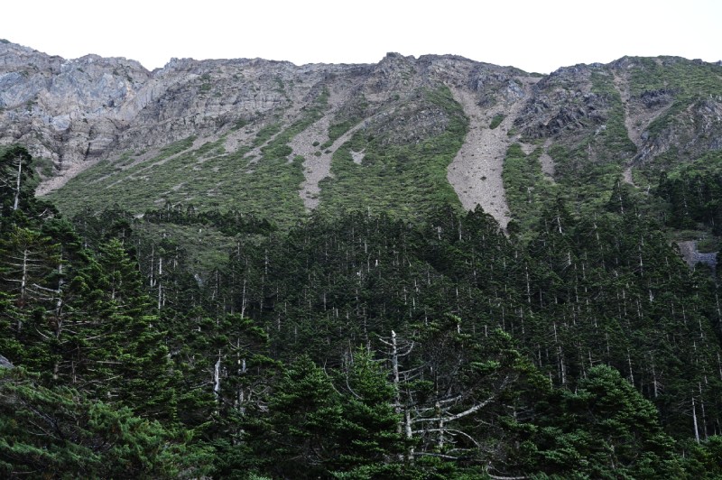 玉山頂附近約 3,650 公尺海拔,有明顯的森林界線