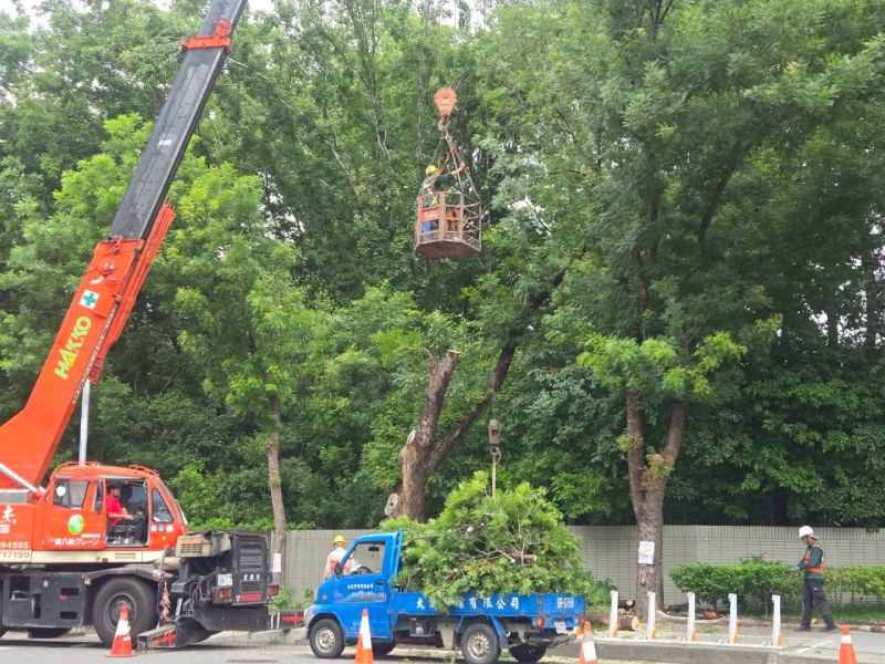 植栽高空修剪作業（圖／錢易炘）